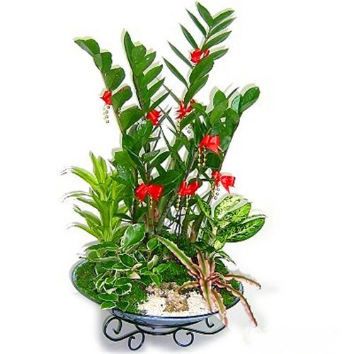 阳台装修之阳台风水植物揭秘