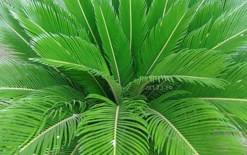 阳台装修之阳台风水植物揭秘