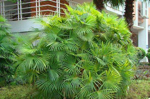 阳台装修之阳台风水植物揭秘